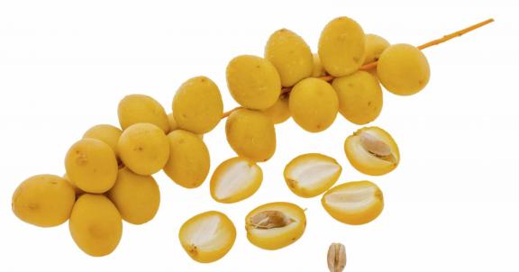 مرکز تولید خرما پیارم زرد