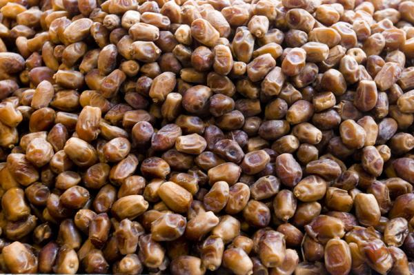 عمده فروشی خرما صادراتی خوزستان