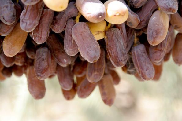 روش تولید رطب برحی در خوزستان