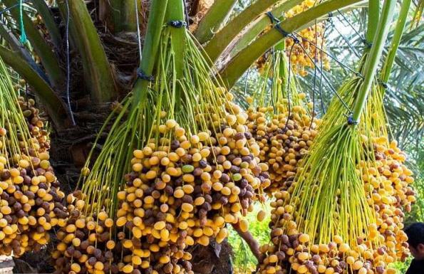 بررسی ارزش غذایی خرما برحی آبادان