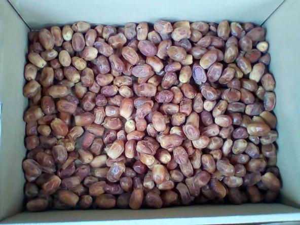 مرکز خرید خرما پیارم صادراتی