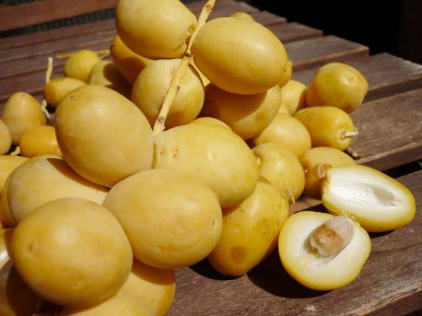 مزایای استفاده از رطب برهی آبادان