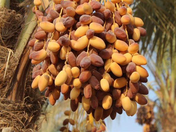 فروشگاه عرضه خرما برحی