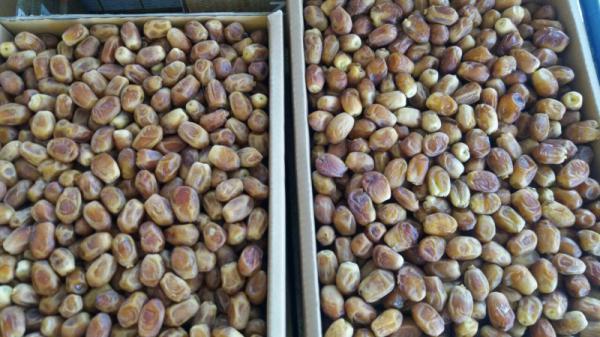 عرضه مستقیم خرما زاهدی کیلویی