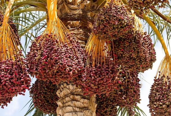 تقویت رشد عضلات با خواص خرما