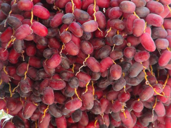 سلامت استخوان‌ با مصرف خرما مضافتی