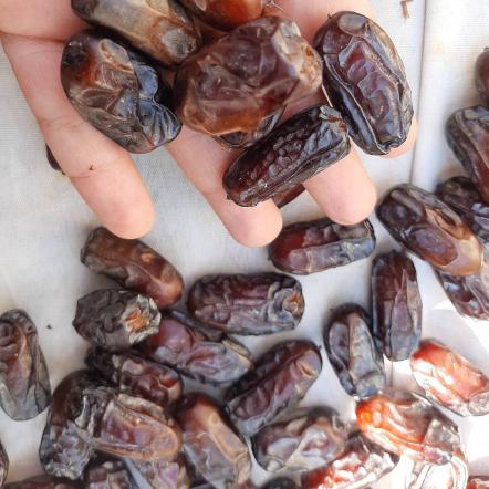 بازرگانی خرید خرما مضافتی ارزان