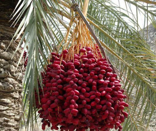 فروشنده اصلی خرما مضافتی خوشه ای