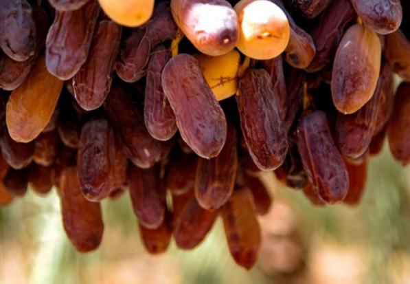 شرکت پخش خرما پیارم حاجی اباد