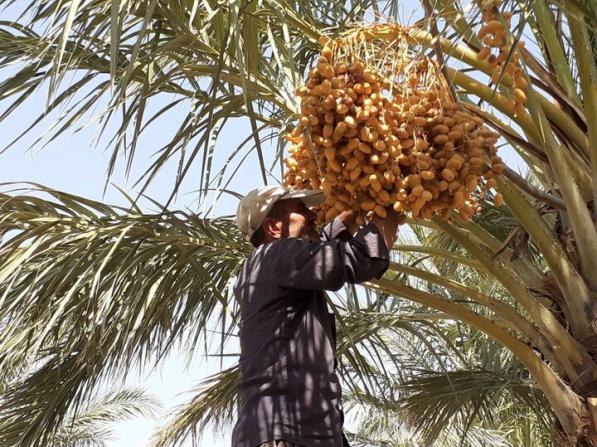 تولید کننده خرما زاهدی خوشه ای