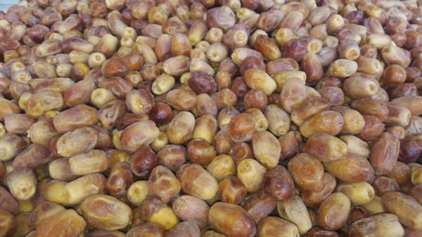 فواید و مزایای سلامتی خرما زاهدی