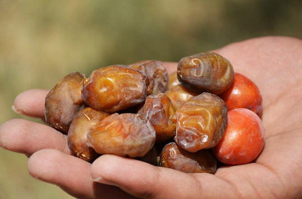 تنظیم فشار خون با مصرف خرما زاهدی