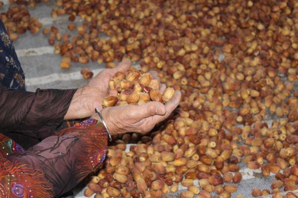 صادر کننده خرما زاهدی مرغوب